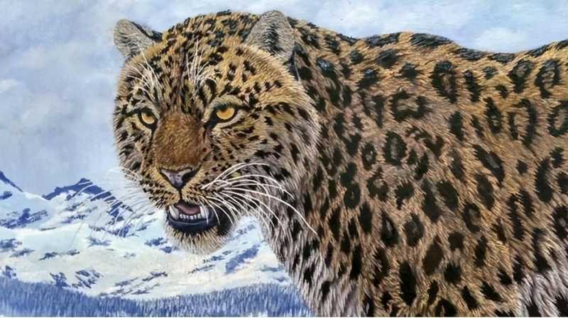 奇闻：猎人下套，狼“赶围”，人狼均分猎物，这事发生在长白山