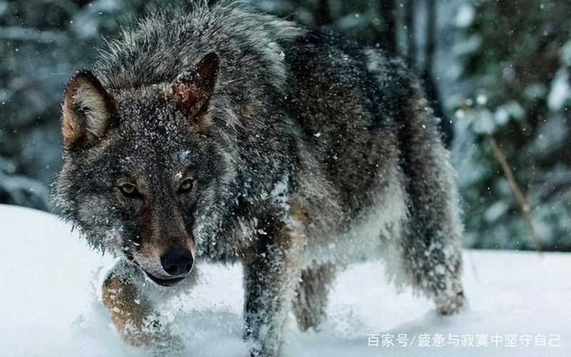 奇闻：猎人下套，狼“赶围”，人狼均分猎物，这事发生在长白山