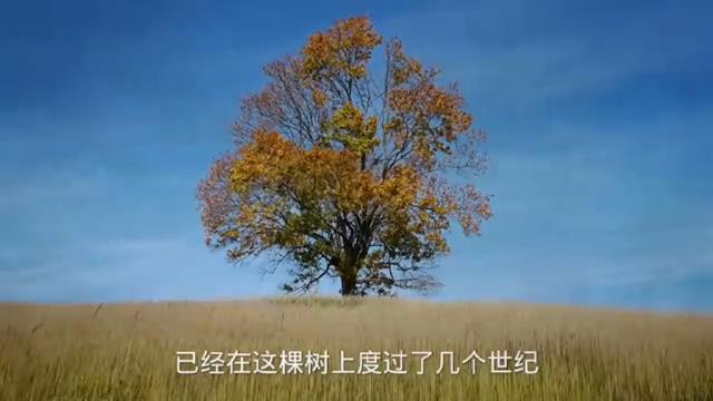 英国的一个小镇上发生了一起令人匪夷所思奇闻异事