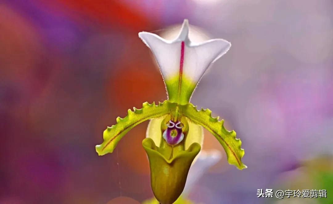 世界之大 无奇不有 奇闻趣图 奇形怪状的花你见过吗 大自然赠予我们的