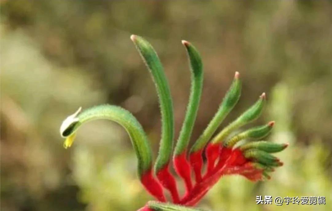 世界之大 无奇不有 奇闻趣图 奇形怪状的花你见过吗 大自然赠予我们的