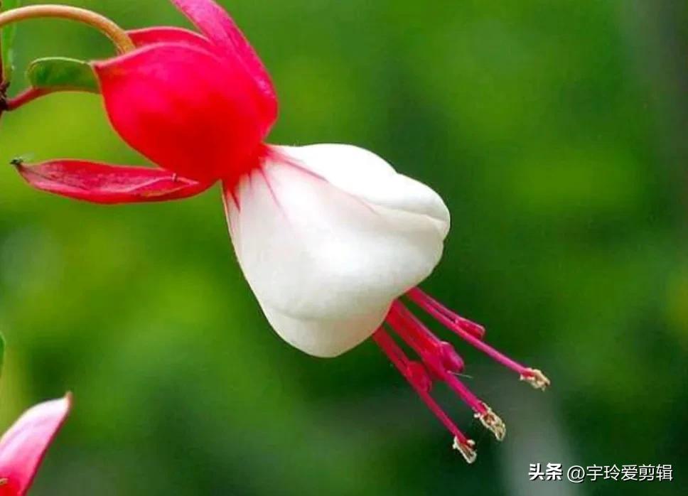 世界之大 无奇不有 奇闻趣图 奇形怪状的花你见过吗 大自然赠予我们的