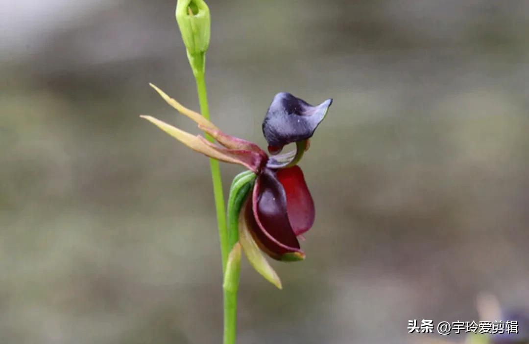 世界之大 无奇不有 奇闻趣图 奇形怪状的花你见过吗 大自然赠予我们的