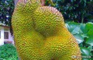 世界之大 无奇不有 奇闻趣图 奇形怪状的花你见过吗 大自然赠予我们的