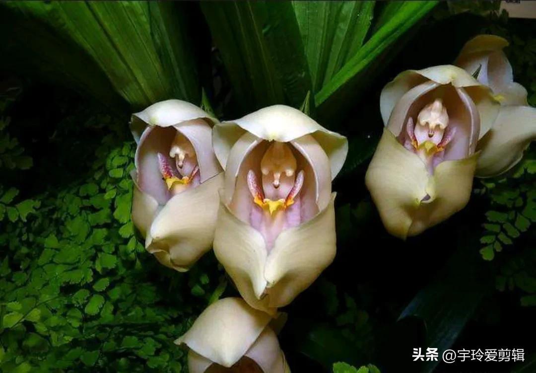 世界之大 无奇不有 奇闻趣图 奇形怪状的花你见过吗 大自然赠予我们的