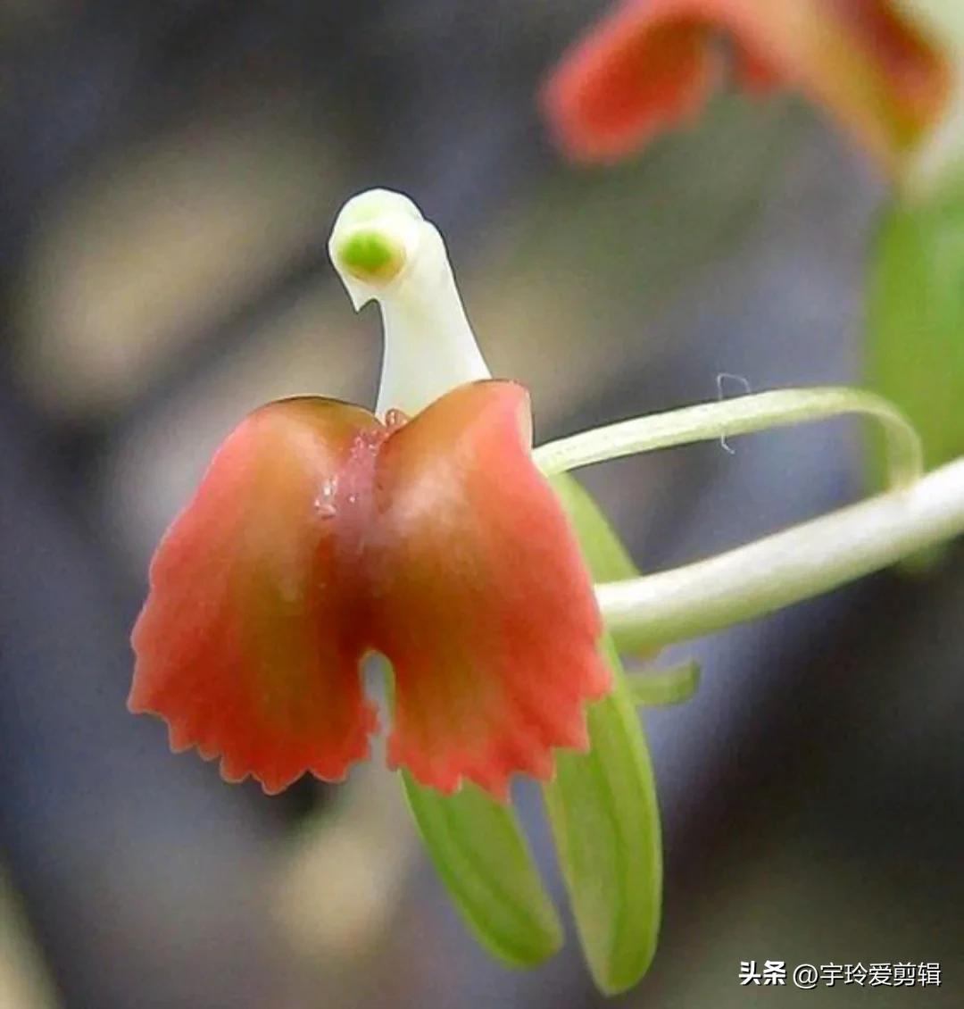 世界之大 无奇不有 奇闻趣图 奇形怪状的花你见过吗 大自然赠予我们的