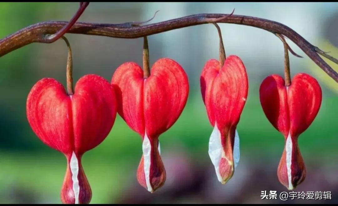 世界之大 无奇不有 奇闻趣图 奇形怪状的花你见过吗 大自然赠予我们的