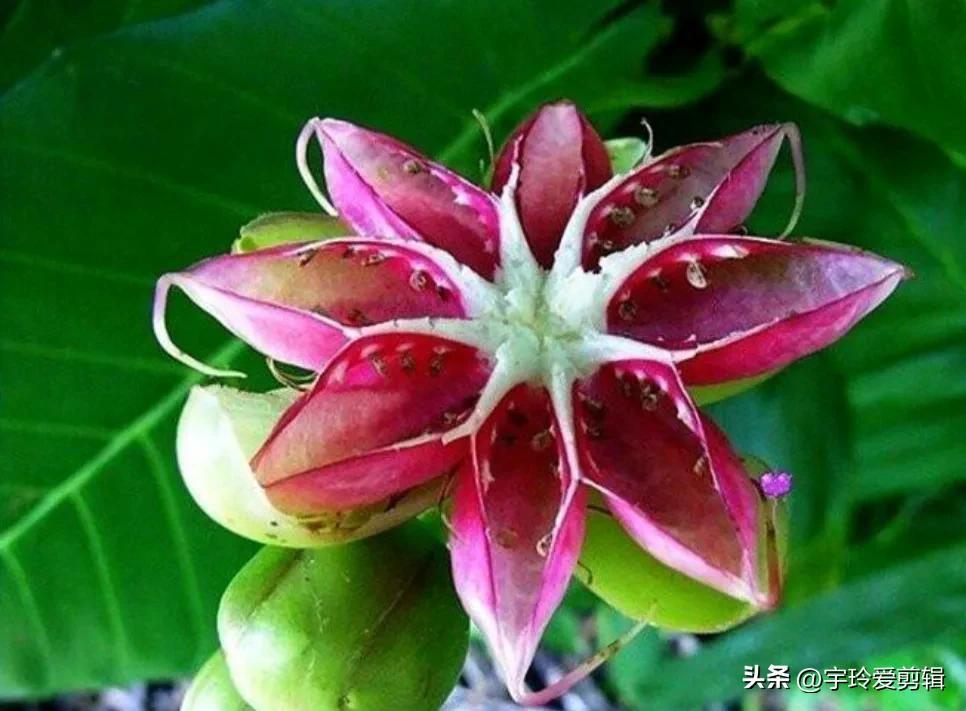 世界之大 无奇不有 奇闻趣图 奇形怪状的花你见过吗 大自然赠予我们的