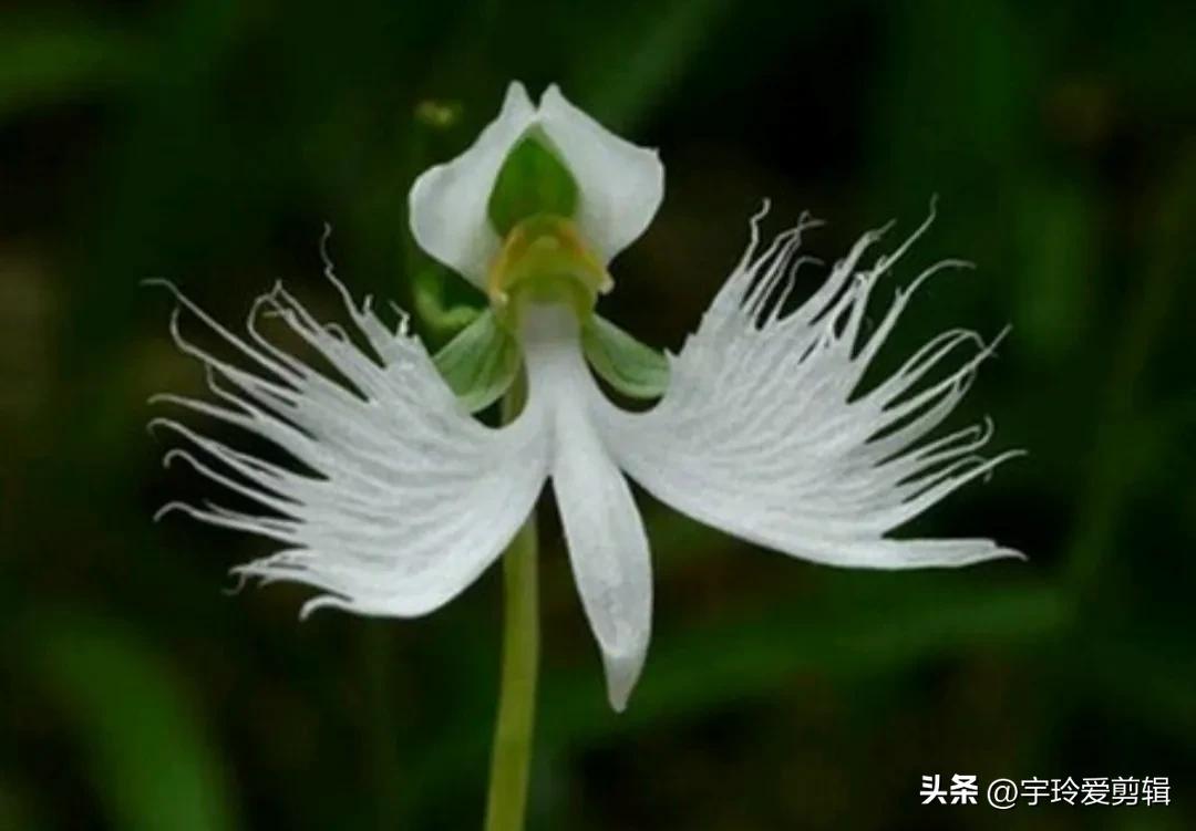 世界之大 无奇不有 奇闻趣图 奇形怪状的花你见过吗 大自然赠予我们的