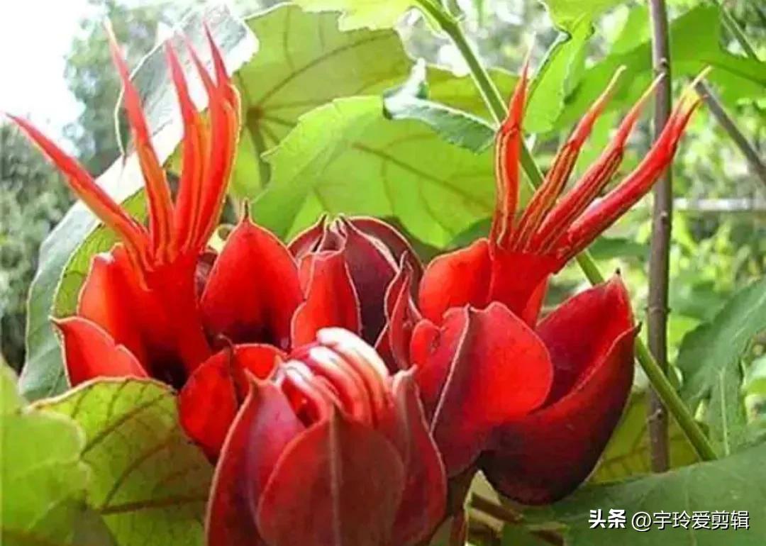 世界之大 无奇不有 奇闻趣图 奇形怪状的花你见过吗 大自然赠予我们的
