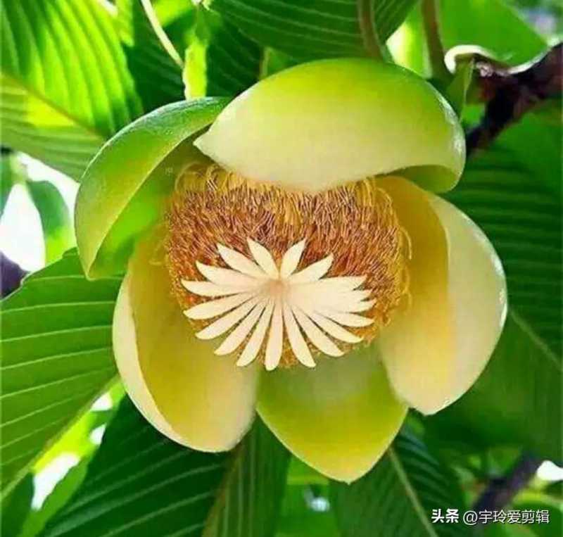 世界之大 无奇不有 奇闻趣图 奇形怪状的花你见过吗 大自然赠予我们的