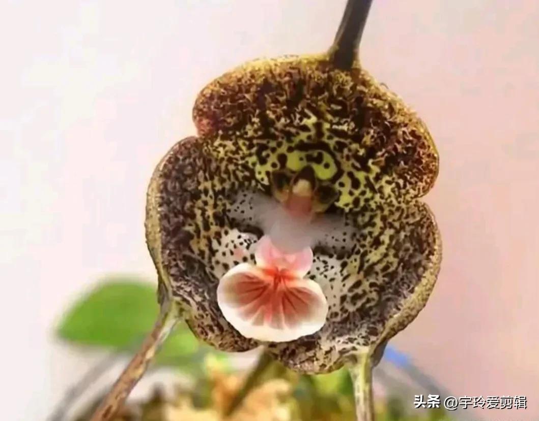 世界之大 无奇不有 奇闻趣图 奇形怪状的花你见过吗 大自然赠予我们的