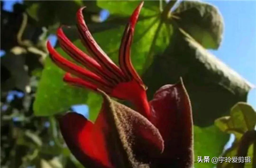 世界之大 无奇不有 奇闻趣图 奇形怪状的花你见过吗 大自然赠予我们的