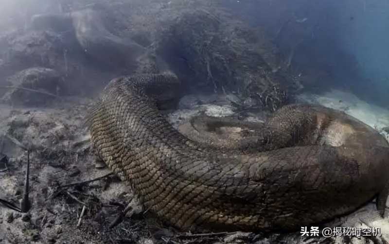 二战奇闻：飞行员在空中遭遇15米“巨蟒”？拍下照片为何仍被质疑