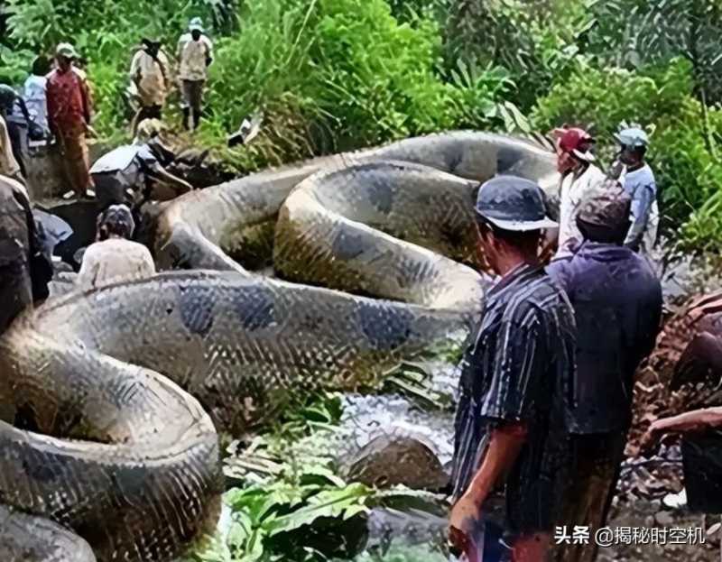 二战奇闻：飞行员在空中遭遇15米“巨蟒”？拍下照片为何仍被质疑